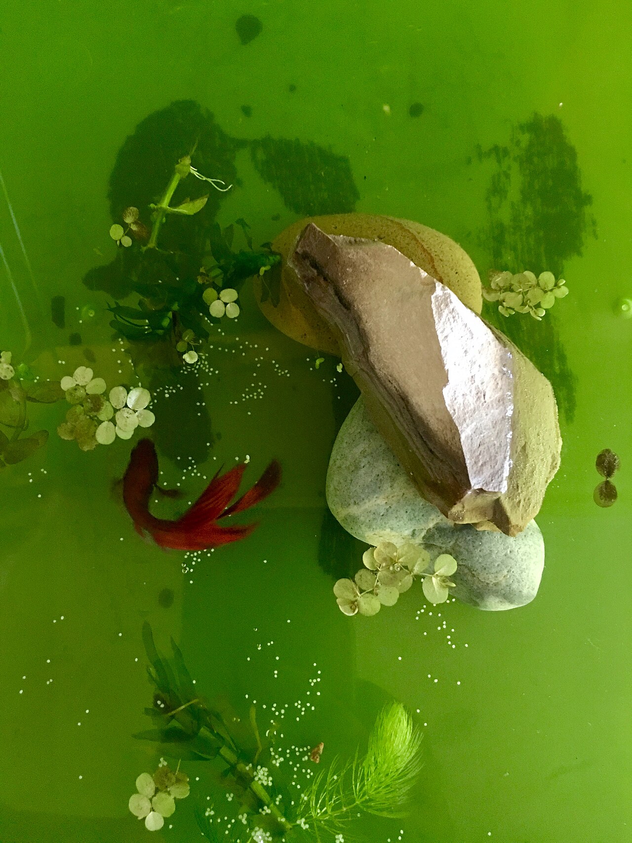 Красный петушок в тропическом водоёме