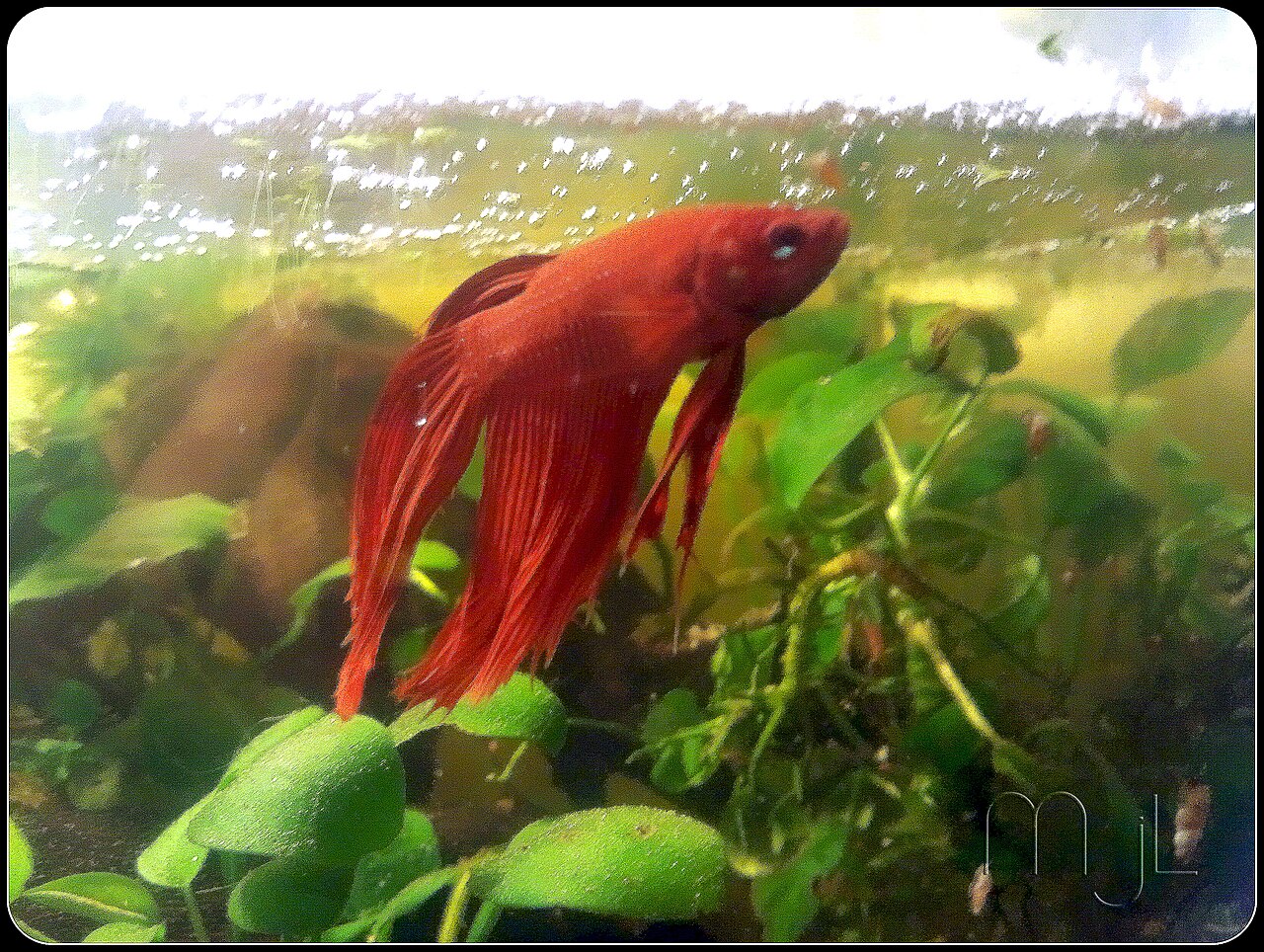 Красный вуалевый петушок