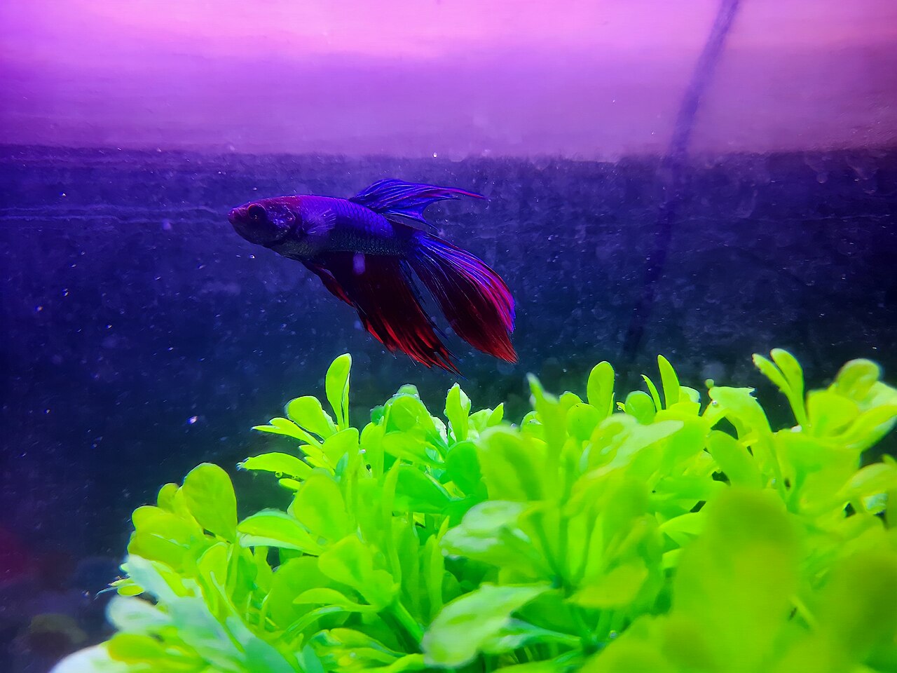 Петушок в аквариуме с растениями