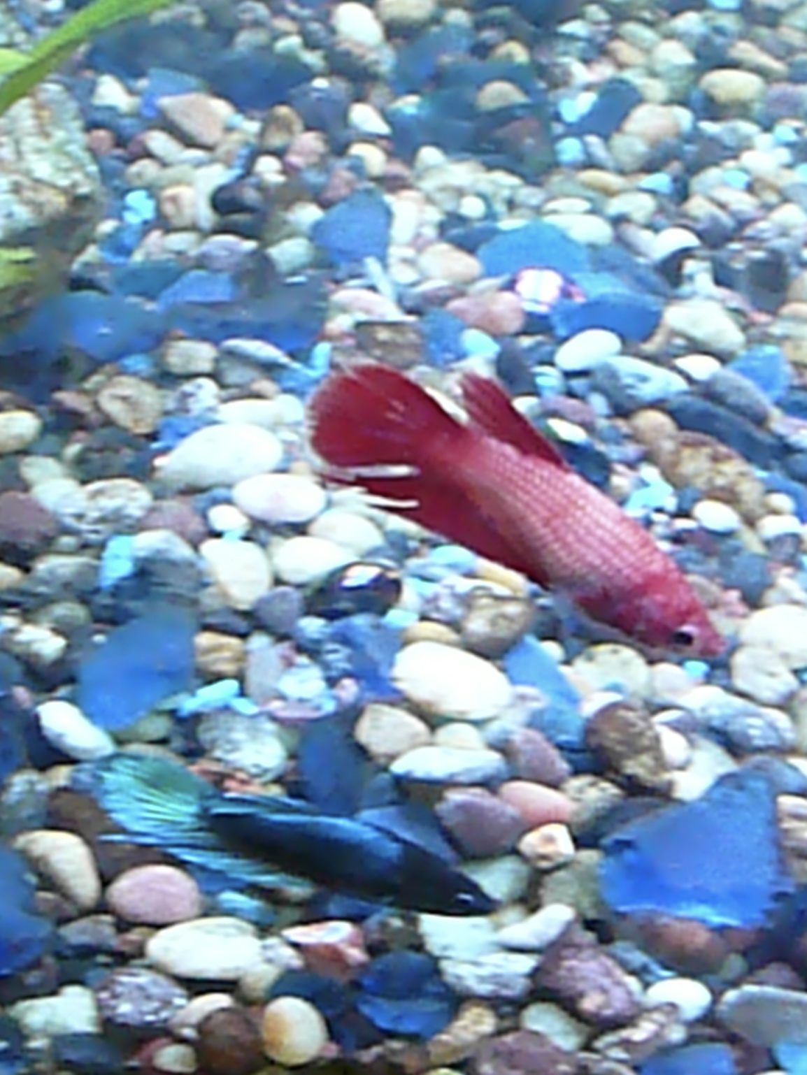 Две самки петушка