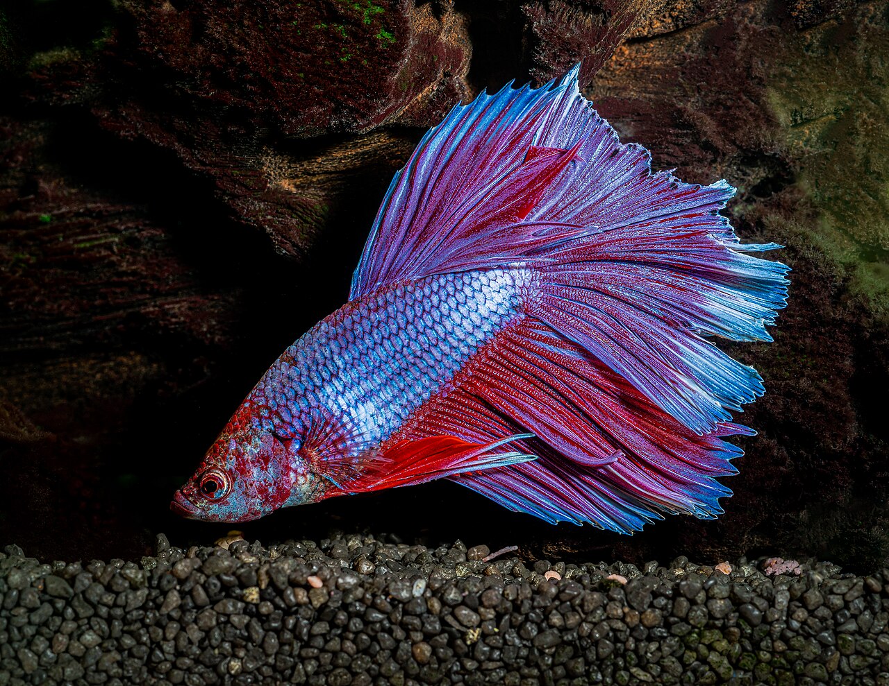 Рыбка петушок Betta splendens